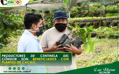 PRODUCTORES DE CENTINELA DEL CÓNDOR SON BENEFICIADOS CON PLANTAS DE CACAO.
