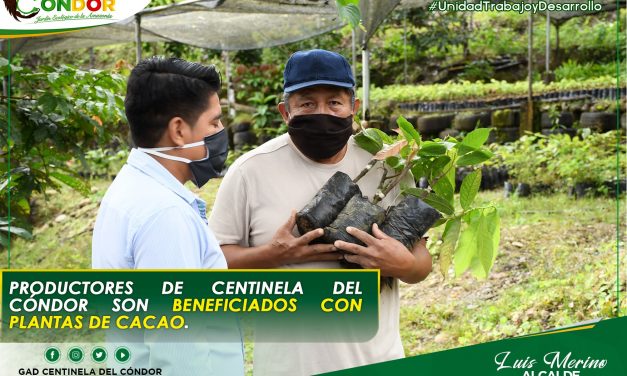 PRODUCTORES DE CENTINELA DEL CÓNDOR SON BENEFICIADOS CON PLANTAS DE CACAO.