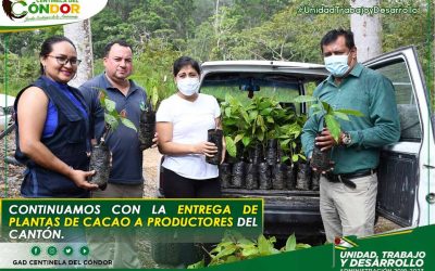 CONTINUAMOS CON LA ENTREGA DE PLANTAS DE CACAO A PRODUCTORES DEL CANTÓN.