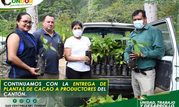 CONTINUAMOS CON LA ENTREGA DE PLANTAS DE CACAO A PRODUCTORES DEL CANTÓN.