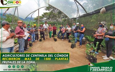 AGRICULTORES DE CENTINELA DEL CÓNDOR RECIBIERON MAS DE 1500 PLANTAS FRUTALES DE LA ZONA.