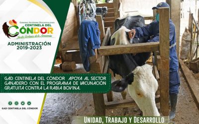 GAD CENTINELA DEL CÓNDOR APOYA AL SECTOR GANADERO CON EL PROGRAMA DE VACUNACIÓN GRATUITA CONTRA LA RABIA BOVINA.
