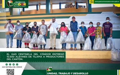 EL GAD CENTINELA DEL CÓNDOR ENTREGÓ 10.500 ALEVINES DE TILAPIA A PRODUCTORES DEL CANTÓN.